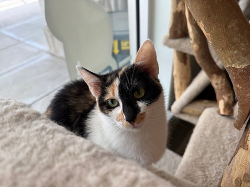 DOODLE - Calico / Domestic Short Hair available for adoption