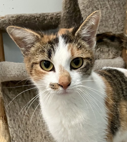 LEXI - Calico / Domestic Short Hair available for adoption