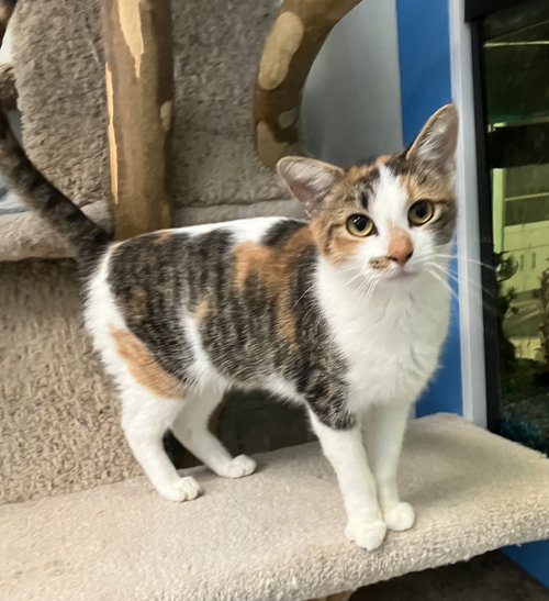 LEXI - Calico / Domestic Short Hair available for adoption