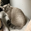 Winston - Photo 3
