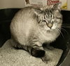 Winston - Photo 2
