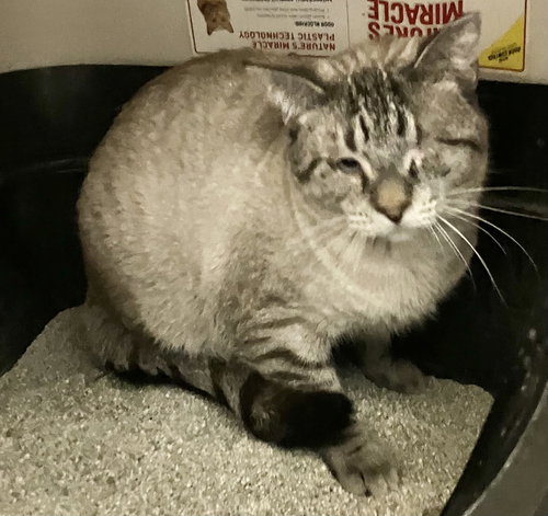 WINSTON - Siamese / Tabby available for adoption
