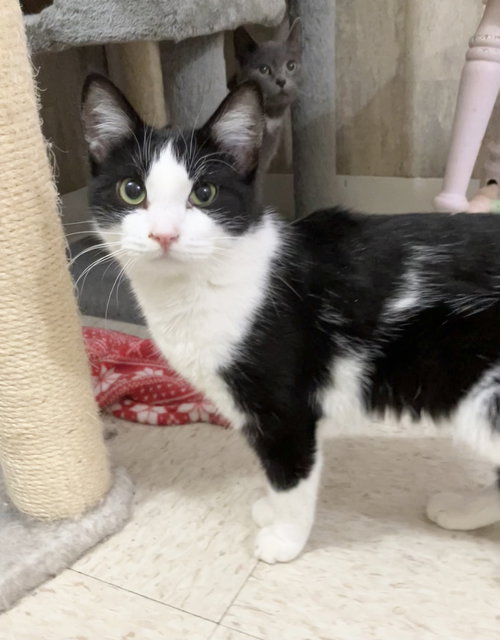 FREYJA - Domestic Short Hair available for adoption