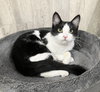 Freyja - Photo 4