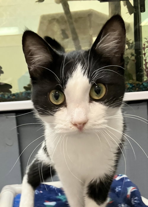 FREYJA - Domestic Short Hair available for adoption