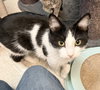 Freyja - Photo 6