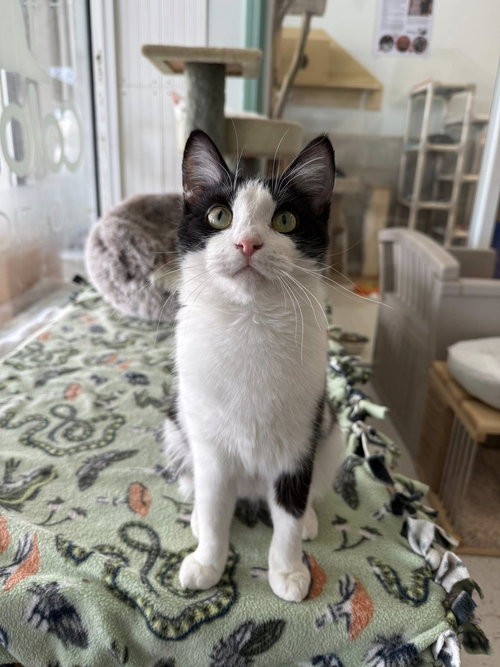 FREYJA - Domestic Short Hair available for adoption