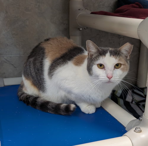 MAPLE SYRUP - Calico / Domestic Short Hair available for adoption