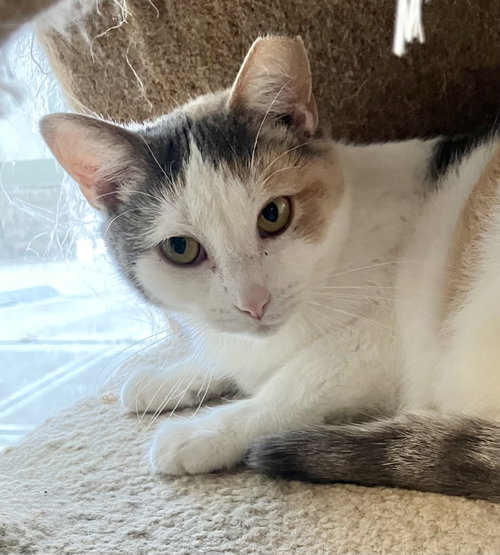 MAPLE SYRUP - Calico / Domestic Short Hair available for adoption