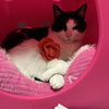Rosebella - KBC - Photo 8