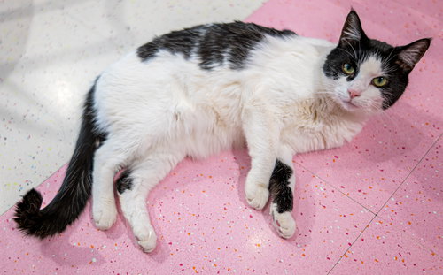 ROSEBELLA - KBC - Domestic Short Hair available for adoption