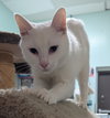 Polar Bear - Photo 2