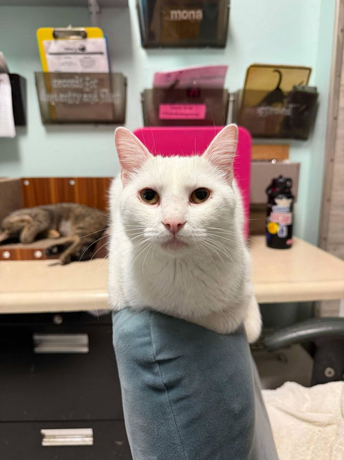 POLAR BEAR - Domestic Short Hair available for adoption
