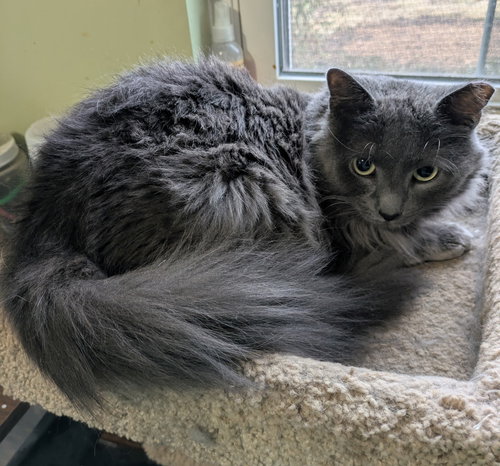 picture of the cat needing adoption