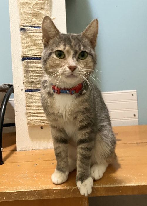 YUNA - Dilute Calico / Domestic Short Hair available for adoption