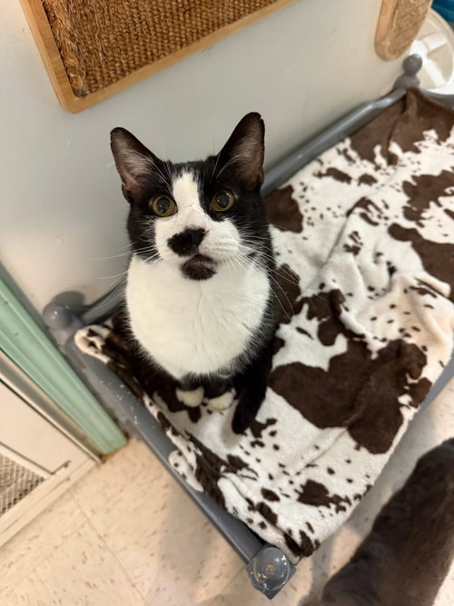 STASHIE - Domestic Short Hair available for adoption