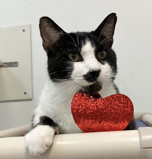 STASHIE - Domestic Short Hair available for adoption