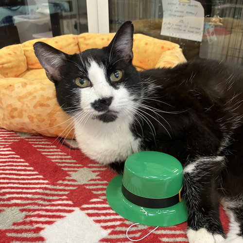 STASHIE - KBC - Domestic Short Hair available for adoption