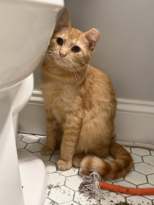 Perry, Adult Domestic Short Hair (short coat), cat for adoption in Lancaster, Ohio