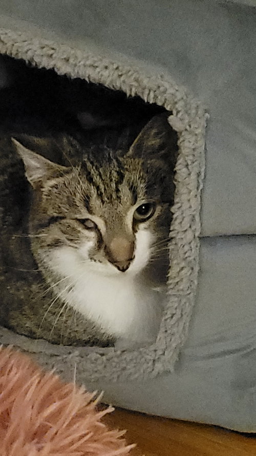 Photo 4 of Wink (bonded to Perry)