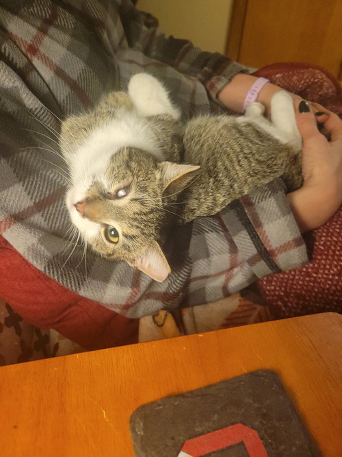 Photo 5 of Wink (bonded to Perry)