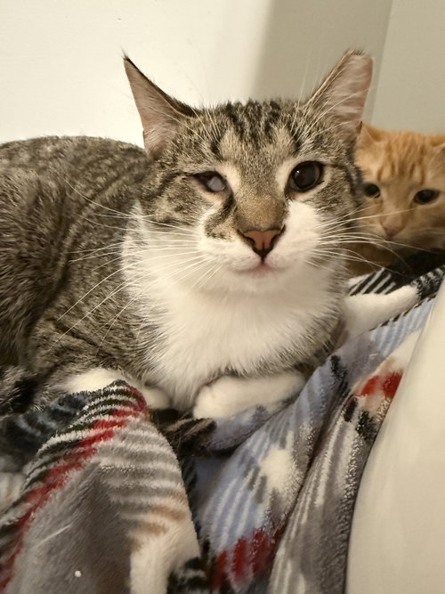 Wink, an adoptable Tabby in Dublin, OH