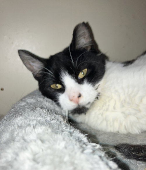 NICOLAS - Domestic Short Hair available for adoption