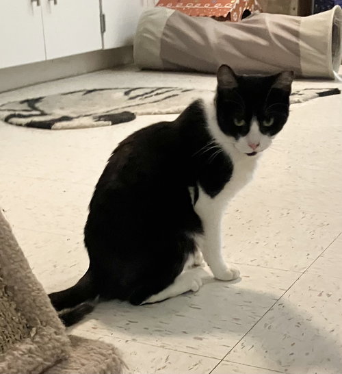 NICOLAS - Domestic Short Hair available for adoption
