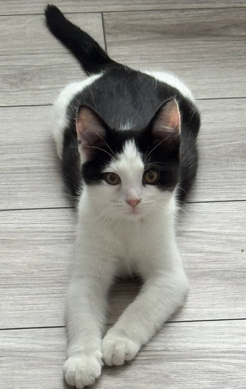picture of the cat needing adoption