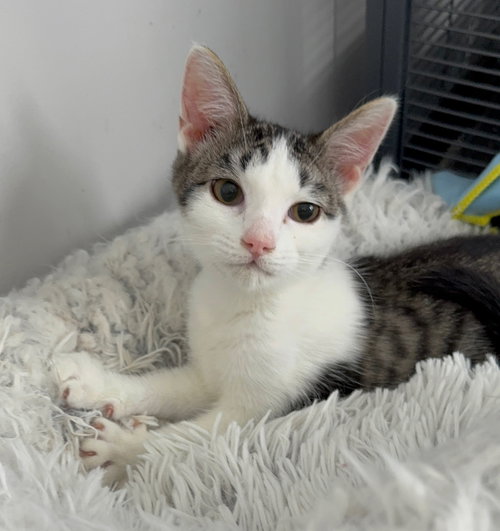 picture of the cat needing adoption