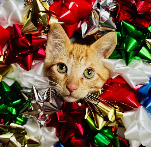 picture of the cat needing adoption