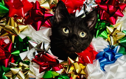 picture of the cat needing adoption