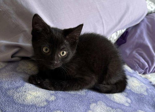 picture of the cat needing adoption