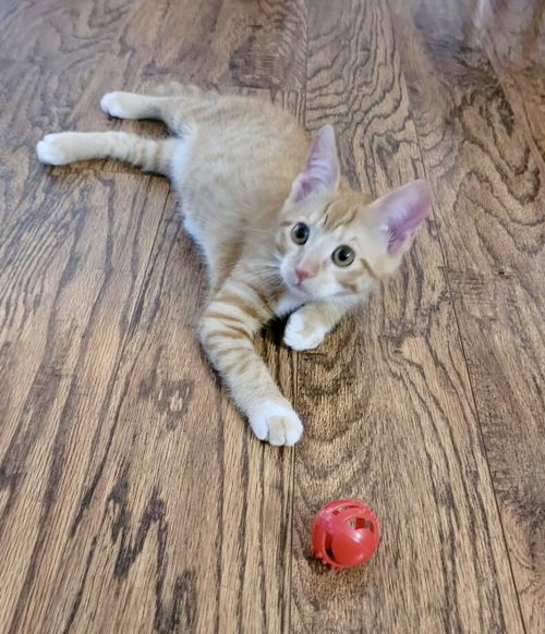 picture of the cat needing adoption