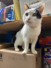 Missy - Photo 3