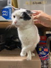 Missy - Photo 4