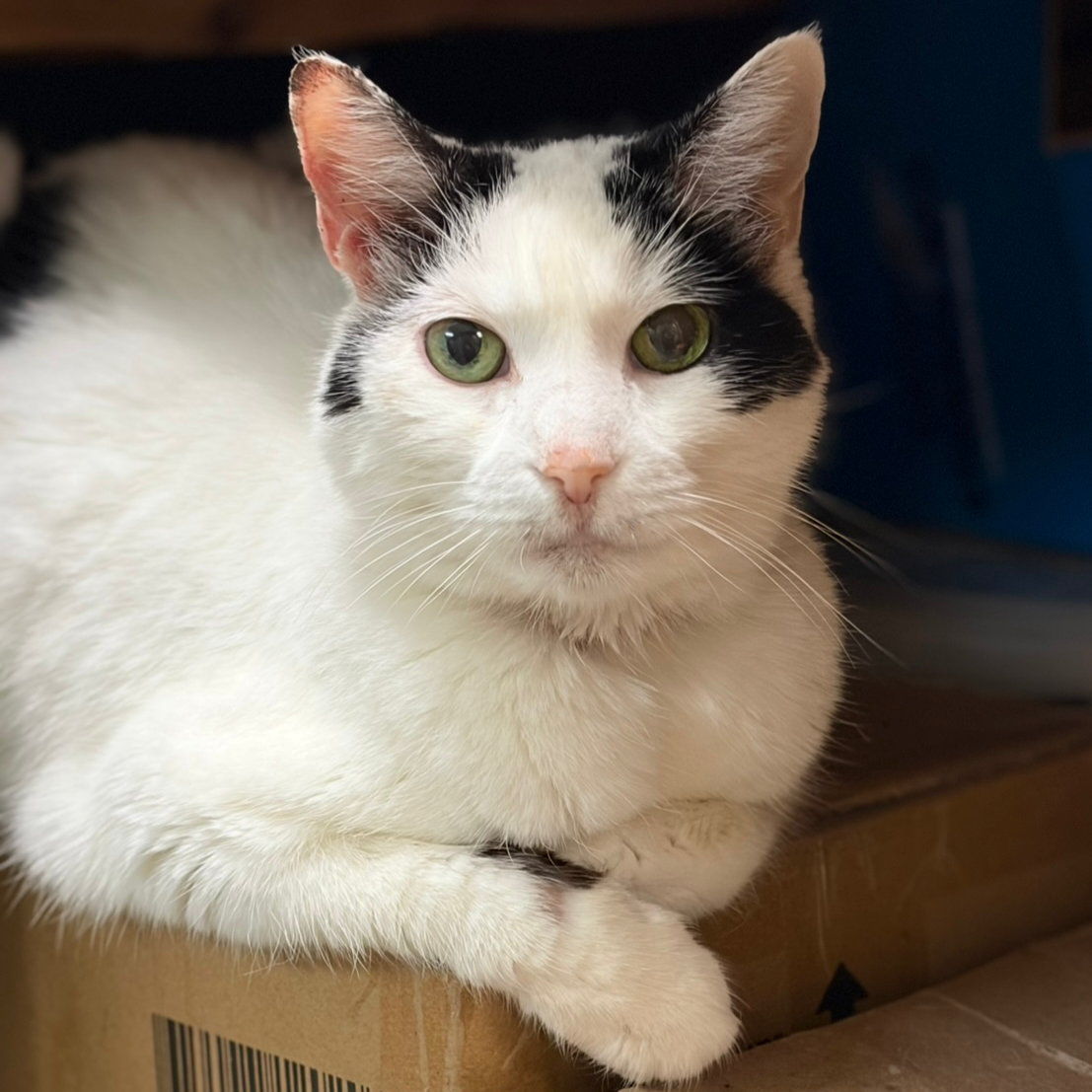 Missy Image