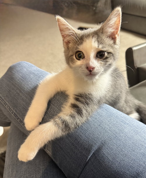 LINDSEY - Domestic Short Hair / Tabby available for adoption