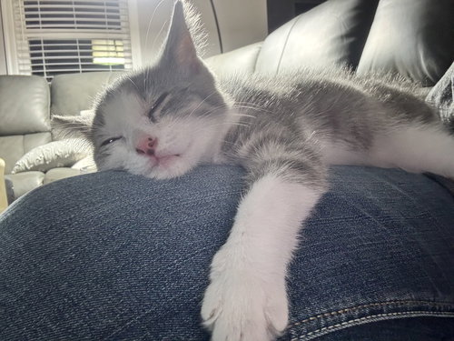 LINDSEY - Domestic Short Hair / Tabby available for adoption