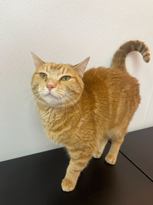 PUMPKIN - KBC - Domestic Short Hair available for adoption
