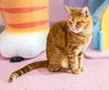 Pumpkin - KBC - Photo 1