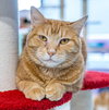 Pumpkin (bonded to Maple) - KBC - Photo 1