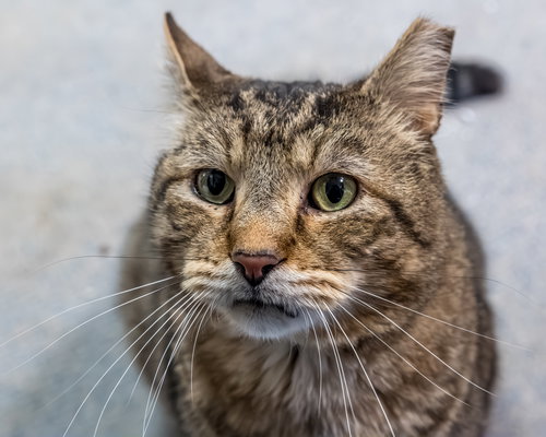 TOMMY T - Domestic Short Hair / Tabby available for adoption