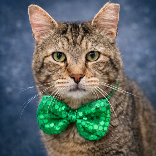 Tommy T, Adult Domestic Short Hair / Tabby / Mixed (short coat), cat for adoption in Lancaster, Ohio