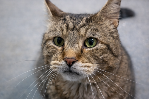 TOMMY T - Domestic Short Hair / Tabby available for adoption