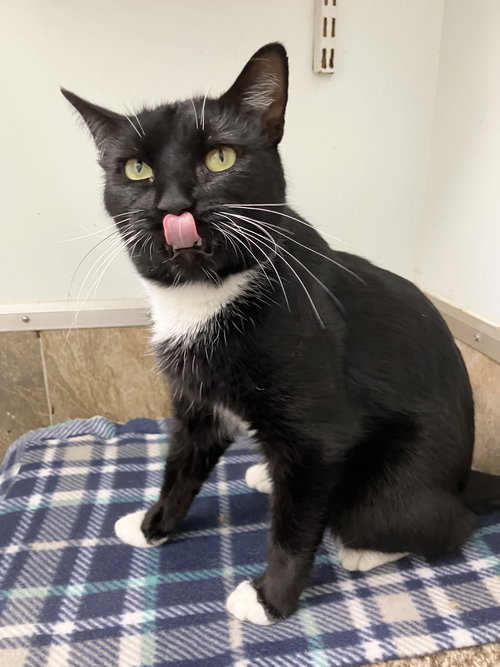 KRISTAL - Domestic Short Hair available for adoption