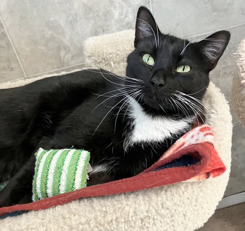 Kristal, an adoptable Domestic Short Hair in Dublin, OH