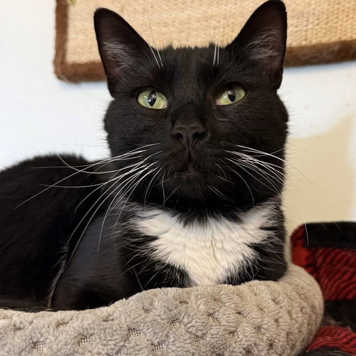 KRISTAL - Domestic Short Hair available for adoption
