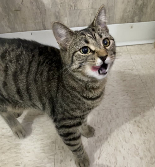 Leon, Baby Domestic Short Hair / Tabby / Mixed (short coat), cat for adoption in Lancaster, Ohio
