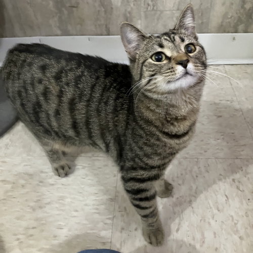 LEON - Domestic Short Hair / Tabby available for adoption